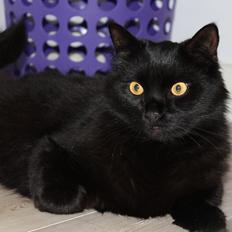 Blanding af racer Balou