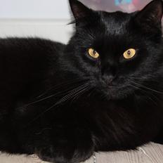 Blanding af racer Balou