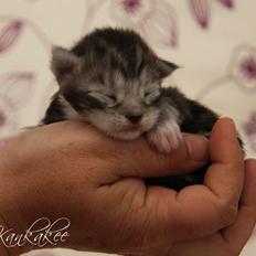 Maine Coon MisB'Cat Kankakee