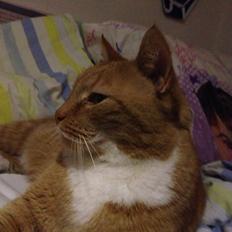 Huskat Garfield (gaffe)