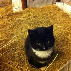 Huskat Ost<3 ( Sov sødt min lille engel:-( )*R.I.P*