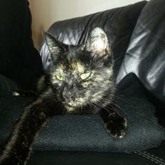 Blanding af racer Lysti