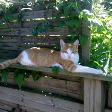 Huskat Felix (himmel kat) 