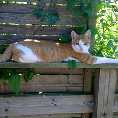 Huskat Felix (himmel kat) 