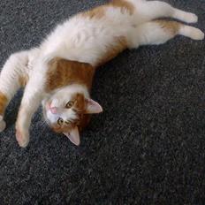 Huskat Felix (himmel kat) 