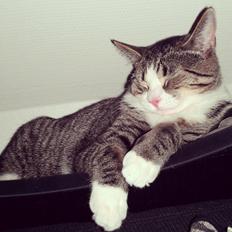 Huskat Freja