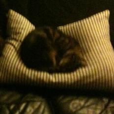 Huskat Miss Kitty
