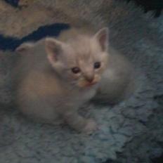 Blanding af racer Freja