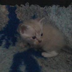 Blanding af racer Freja