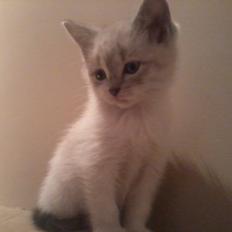 Blanding af racer Freja