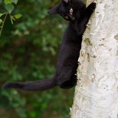 Blanding af racer Funder