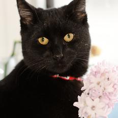 Blanding af racer Funder