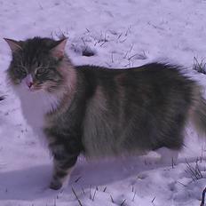 Norsk Skovkat DK Beukel´s Donna