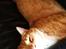 Huskat Garfield - Ligger i ''sin'' stol 