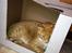 Huskat Garfield - Synes at en kasse er en god seng..