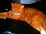 Huskat Garfield