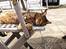 Huskat Ollie - Han nyder at solen skinner..