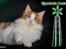 Maine Coon IC DK Bjørnholts Cosimo 9/6 - # 1. Min skønne Internationale Champion dreng <3 jan 2013