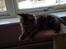 Maine Coon Nira