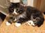 Maine Coon Molly