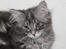 Maine Coon Penny *Sov sødt*
