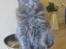 Maine Coon Gucci