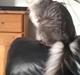 Maine Coon Coonfighter's Aslan