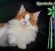 Maine Coon IC DK Bjørnholts Cosimo 9/6