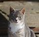 Huskat Lille Mis'mis