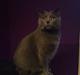 Chartreux Azul v. Gutacker