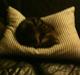 Huskat Miss Kitty