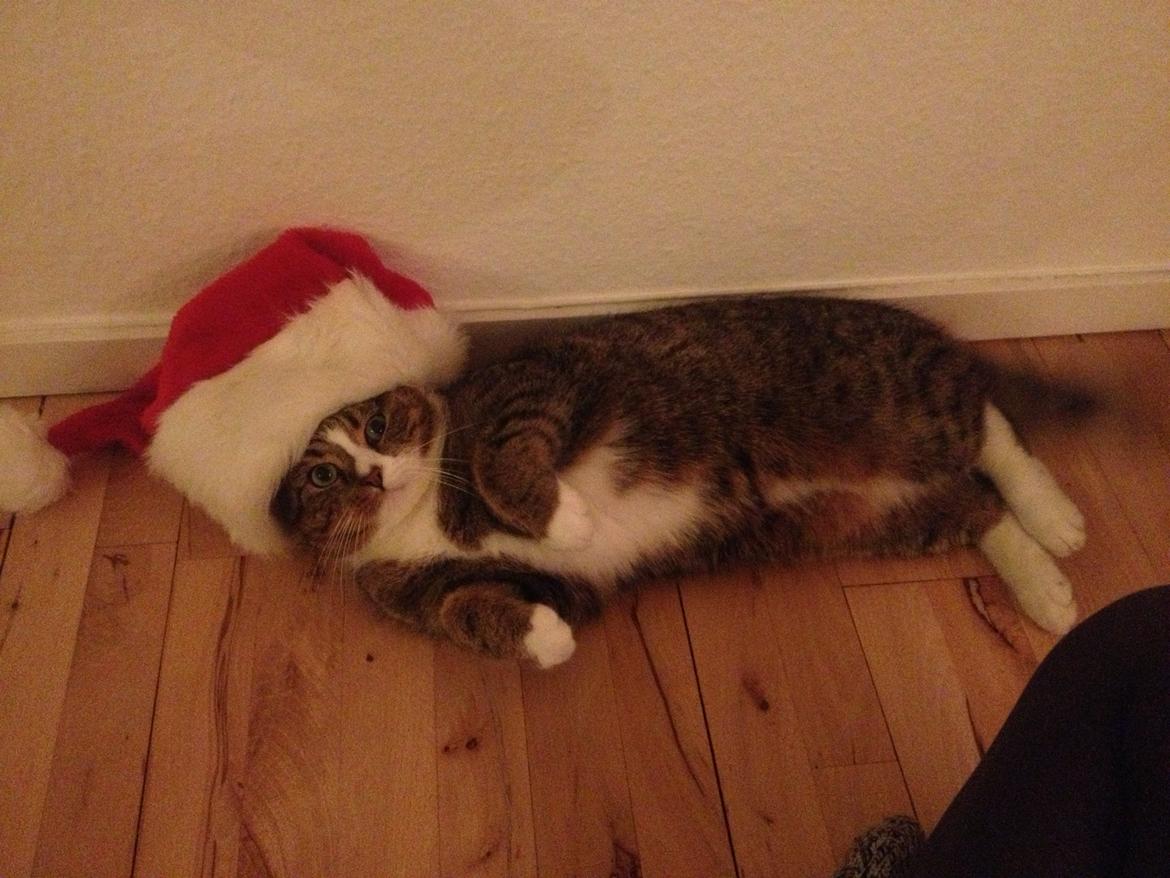 Huskat Felix billede 19