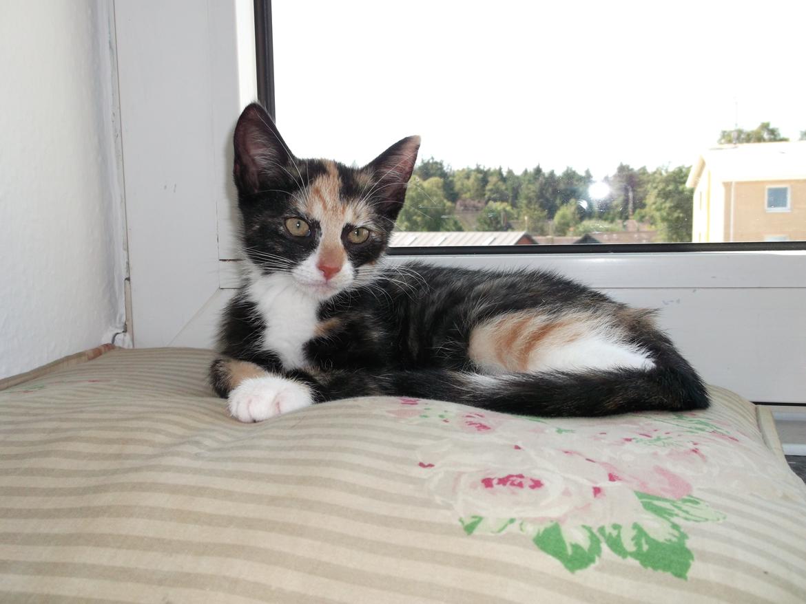 Huskat Panda billede 2