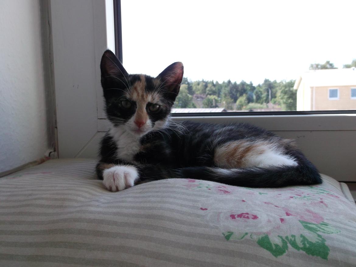 Huskat Panda billede 3