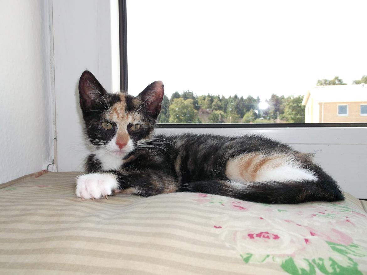 Huskat Panda billede 4