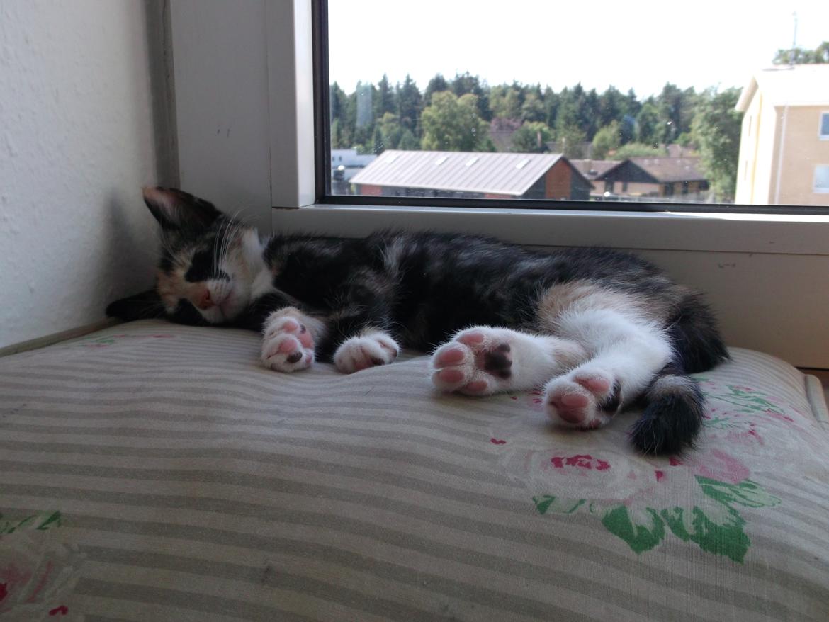 Huskat Panda billede 5