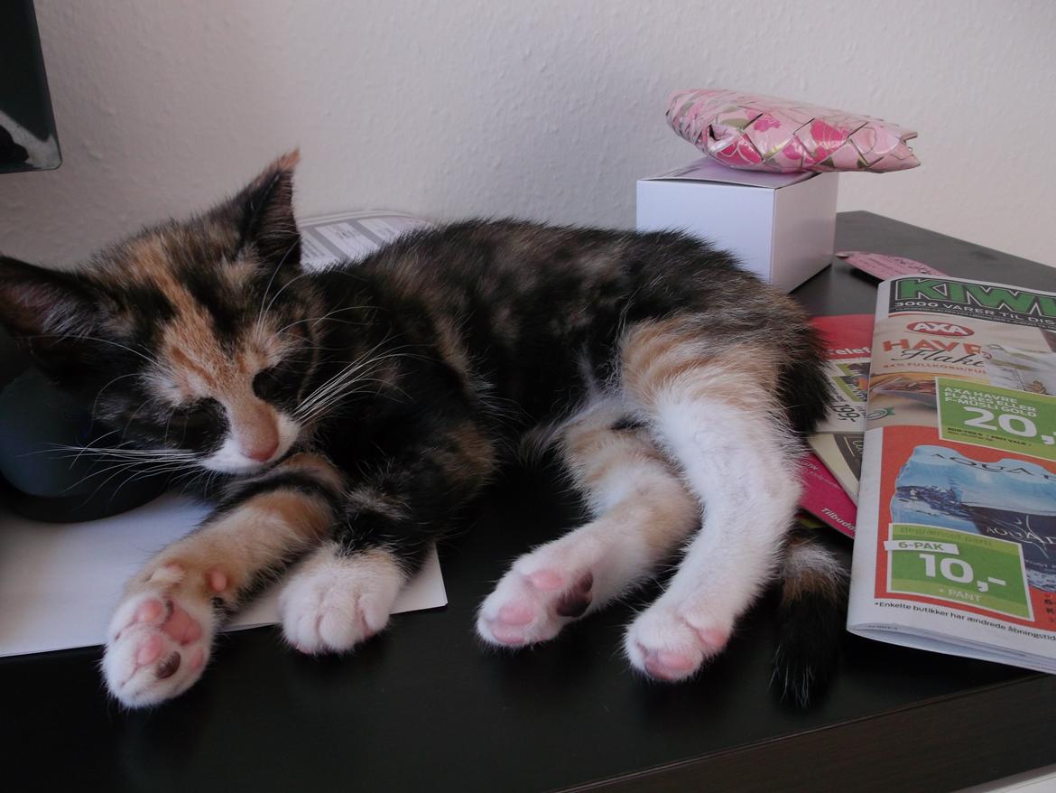 Huskat Panda billede 6