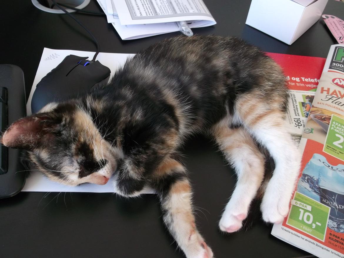 Huskat Panda billede 7