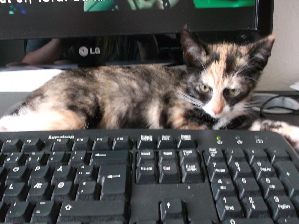 Huskat Panda billede 8