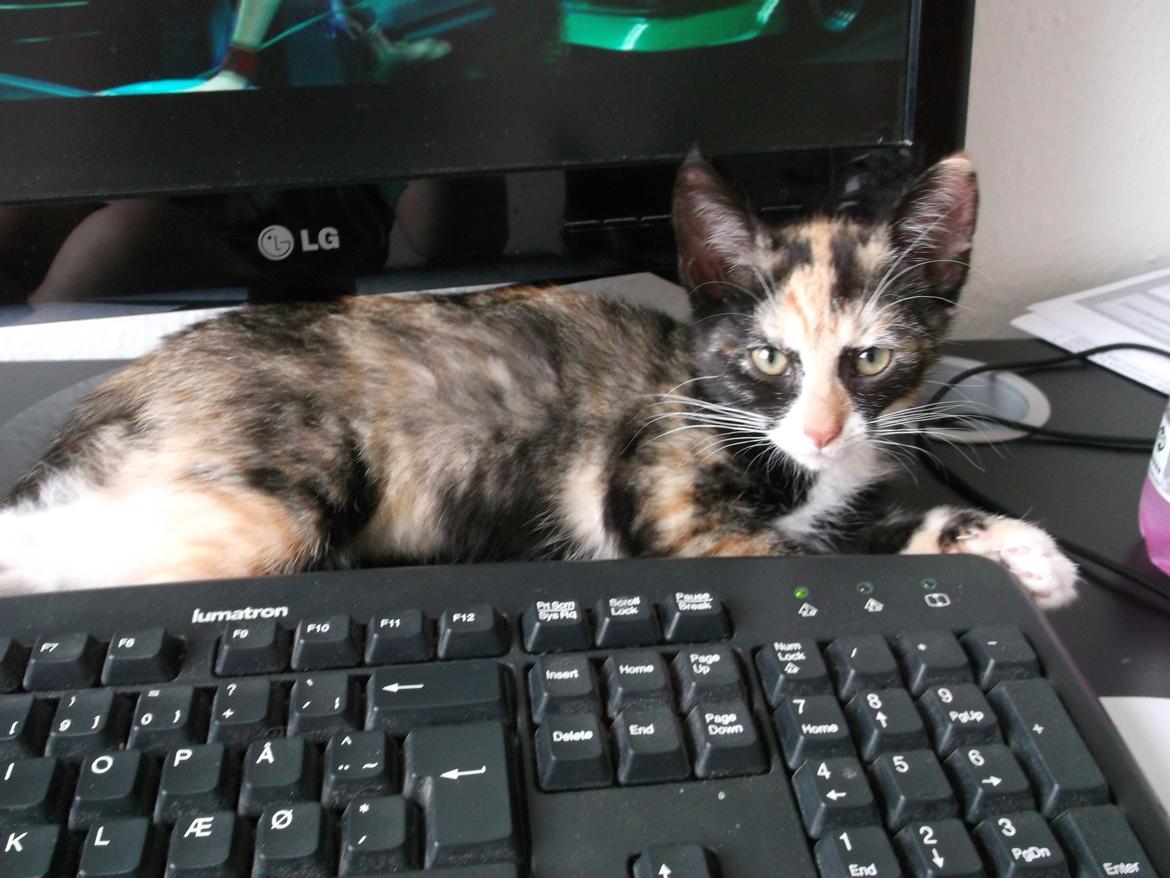 Huskat Panda billede 9