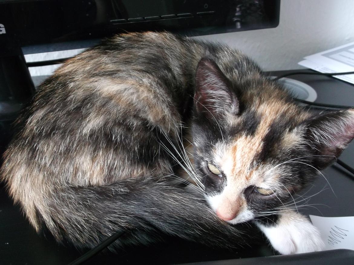 Huskat Panda billede 10