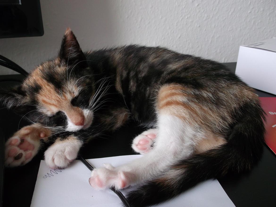 Huskat Panda billede 12