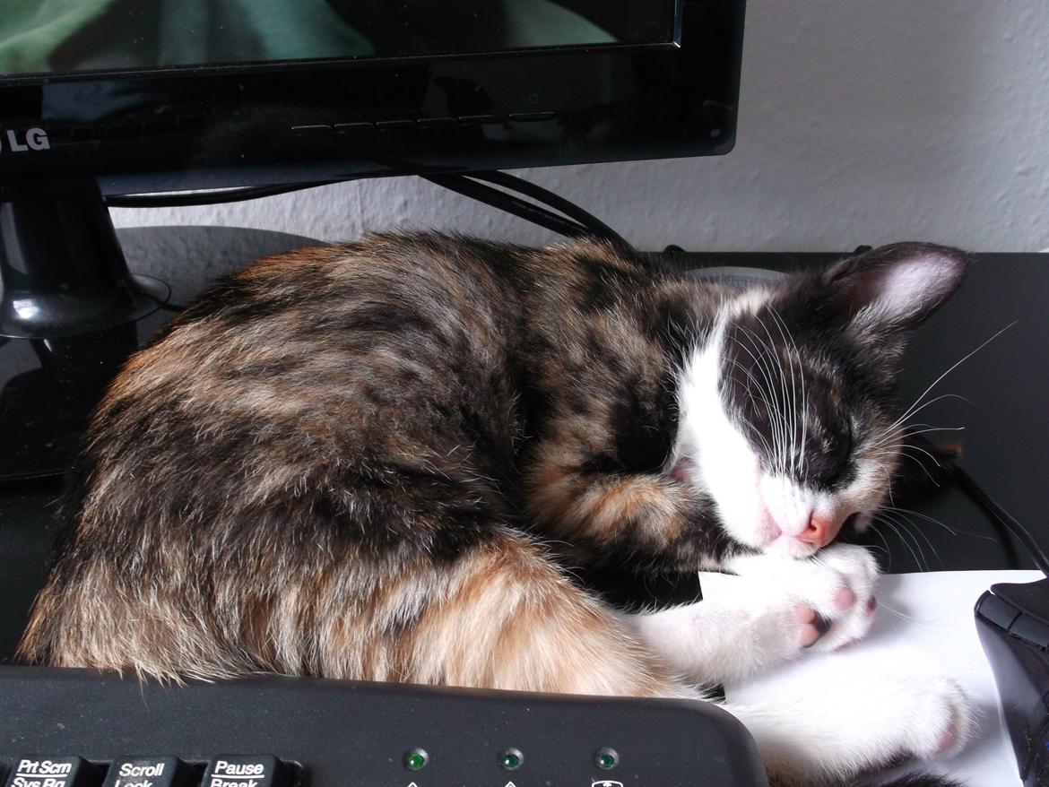 Huskat Panda billede 13