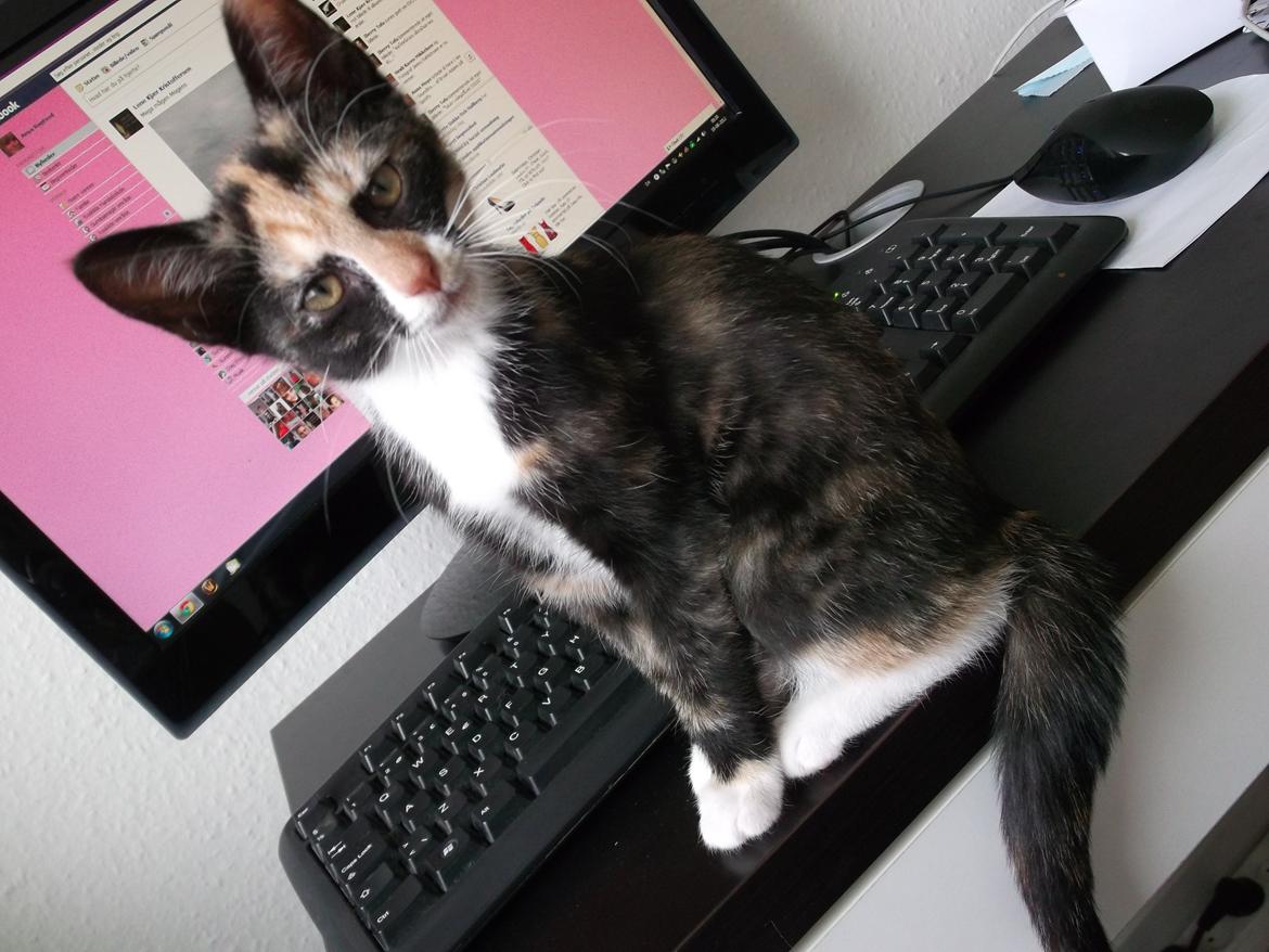 Huskat Panda billede 14