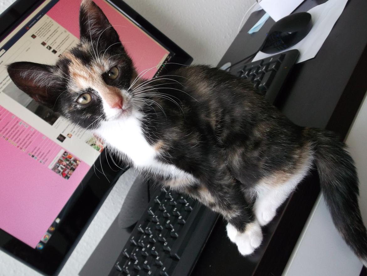 Huskat Panda billede 15