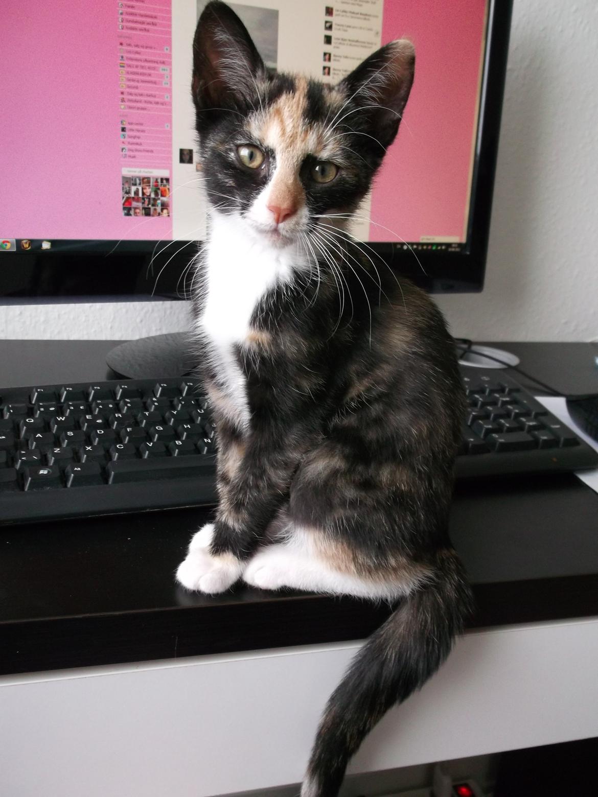 Huskat Panda billede 16