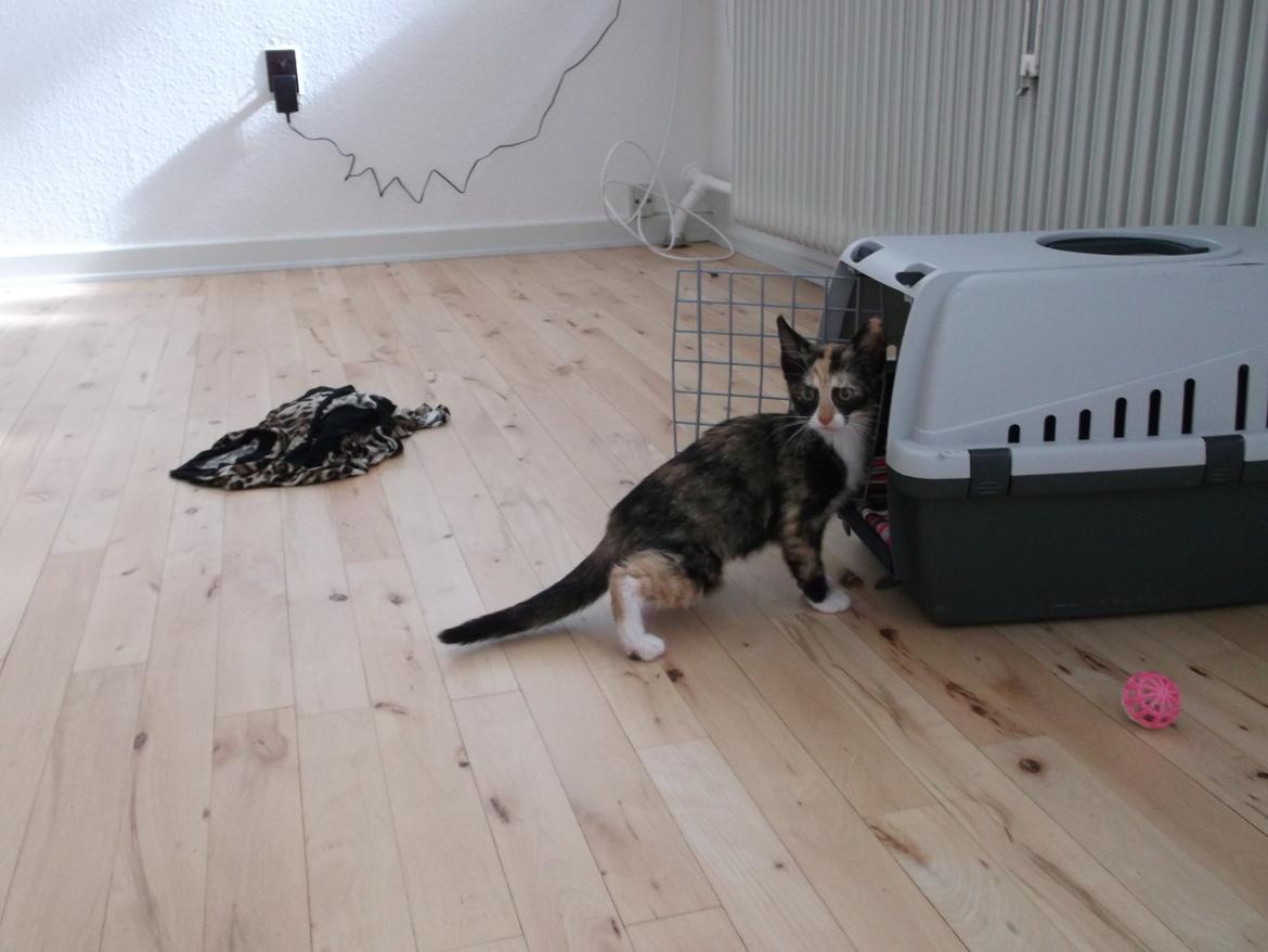 Huskat Panda billede 17