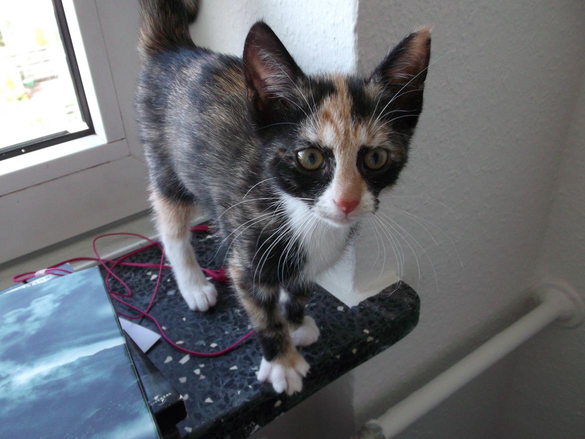 Huskat Panda billede 18