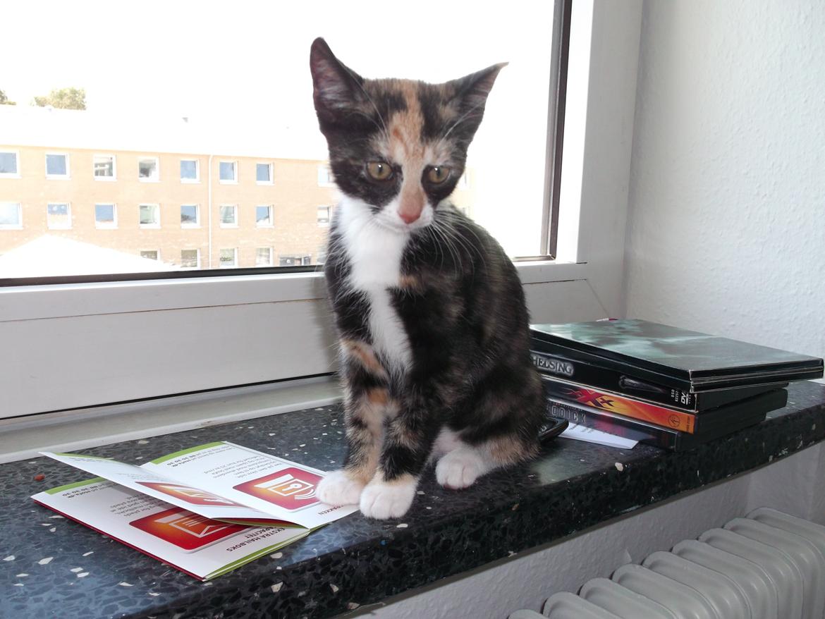 Huskat Panda billede 19