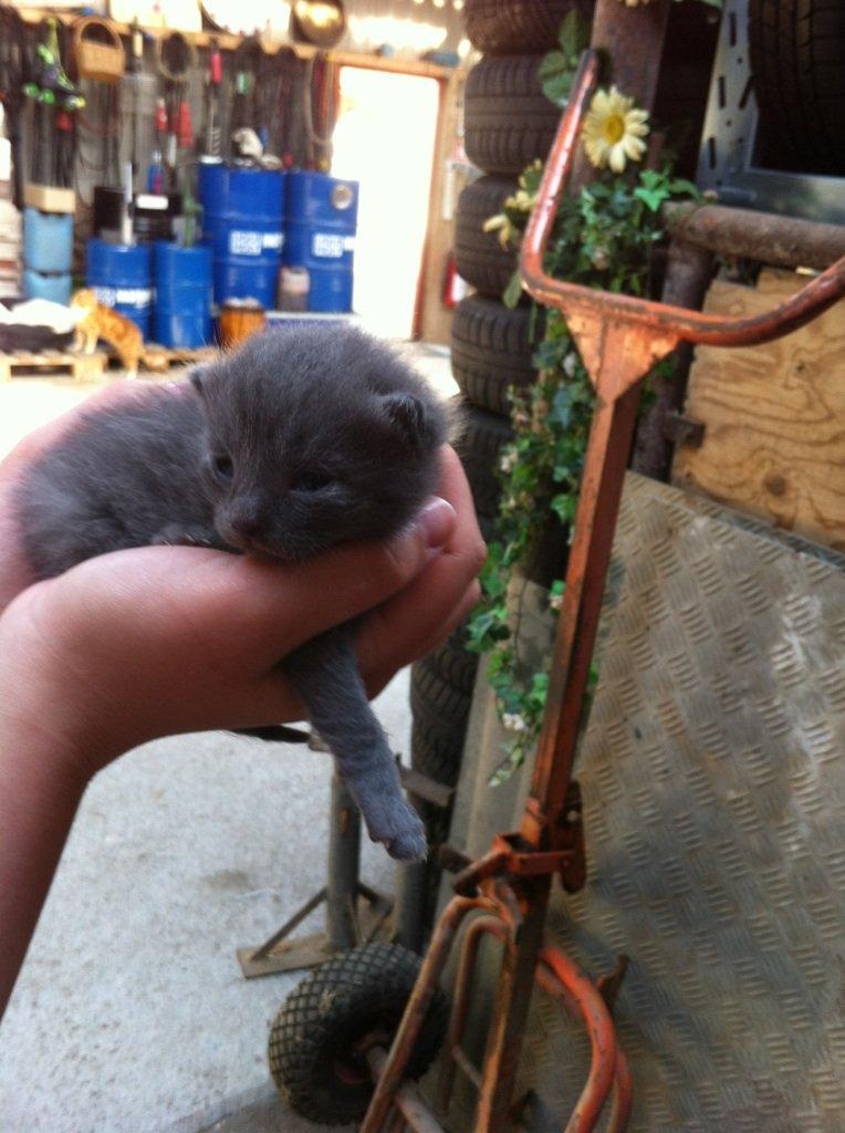 Huskat Sylvester - 1 uge gammel
Første gang jeg mødte Sylvester... billede 1